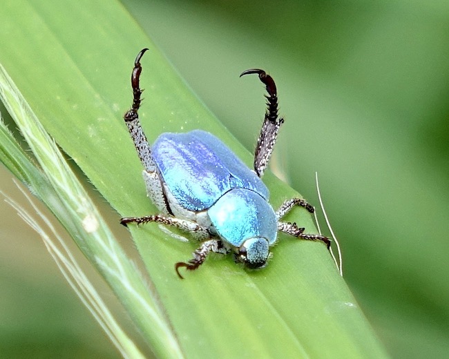 chafer